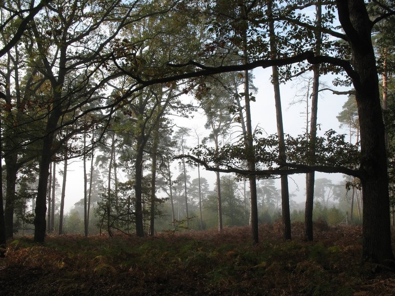 2006 11 Mycobocquet 18